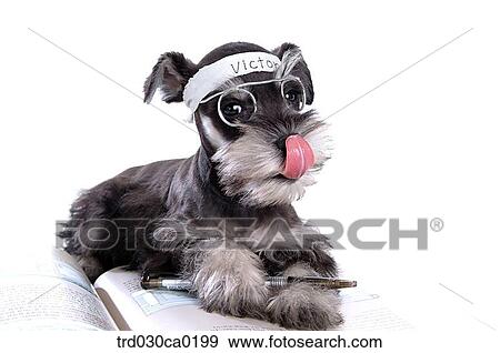 Stock Photo - Schnauzer. Fotosearch