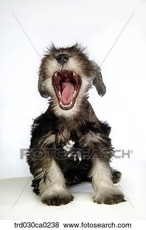 Schnauzer View Large Photo Image Stock Photo - Schnauzer. Fotosearch