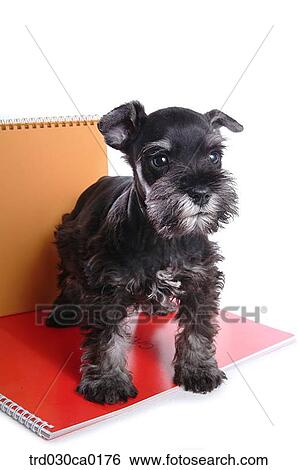Schnauzer View Large Photo Image Stock Photograph - Schnauzer. Fotosearch