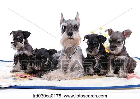 Schnauzer View Large Photo Image Stock Photography - Schnauzer. Fotosearch