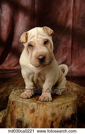 Shar-pei View Large Photo Image Stock Image - Shar-pei. Fotosearch