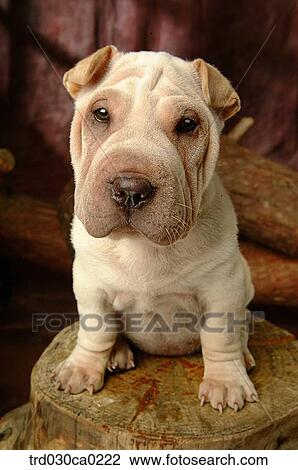 Shar-pei View Large Photo Image Stock Image - Shar-pei. Fotosearch