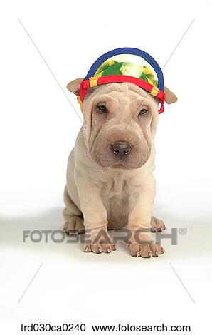 Shar-pei View Large Photo Image Stock Image - Shar-pei. Fotosearch