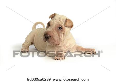 Shar-pei View Large Photo Image Stock Photo - Shar-pei. Fotosearch