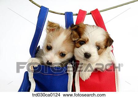 Shin Tzu View Large Photo Image Picture - Shin Tzu. Fotosearch