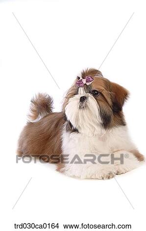 Picture - Shin Tzu. Fotosearch