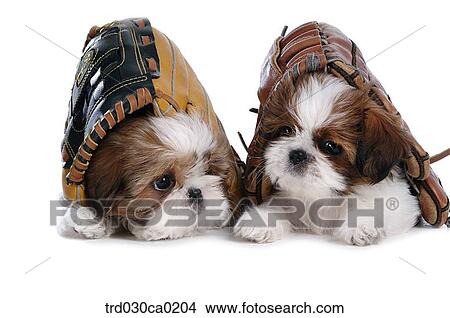 Shin Tzu View Large Photo Image Picture - Shin Tzu. Fotosearch