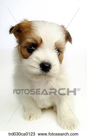 Shin Tzu View Large Photo Image Stock Image - Shin Tzu. Fotosearch
