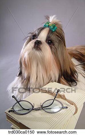 Shin Tzu View Large Photo Image Stock Image - Shin Tzu. Fotosearch