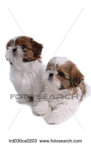 Stock Image - Shin Tzu. Fotosearch