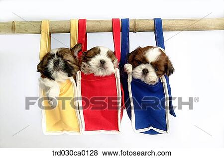 Shin Tzu View Large Photo Image Stock Photo - Shin Tzu. Fotosearch