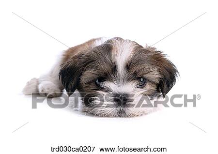 Shin Tzu View Large Photo Image Stock Photo - Shin Tzu. Fotosearch