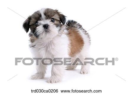Shin Tzu View Large Photo Image Stock Photograph - Shin Tzu. Fotosearch
