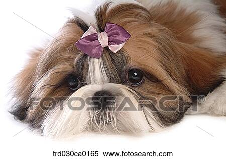 Shin Tzu View Large Photo Image Stock Photography - Shin Tzu. Fotosearch