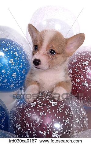 Welsh Corgi View Large Photo Image Stock Photo - Welsh Corgi. Fotosearch