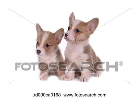 Stock Photo - Welsh Corgi. Fotosearch