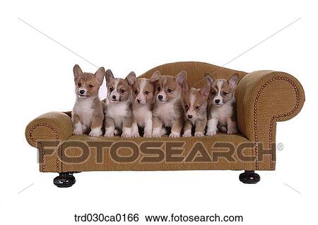 Welsh Corgi View Large Photo Image Stock Photograph - Welsh Corgi. Fotosearch