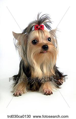 Stock Image - Yorkshire Terrier. Fotosearch