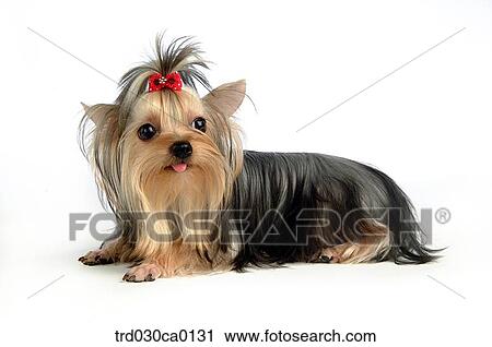 Yorkshire Terrier View Large Photo Image Stock Image - Yorkshire Terrier. Fotosearch