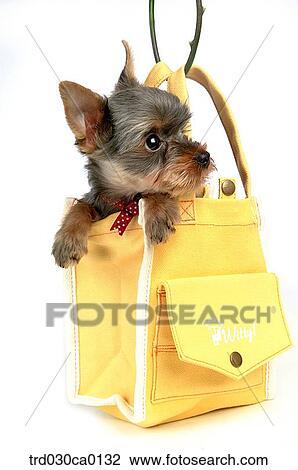 Yorkshire Terrier View Large Photo Image Stock Image - Yorkshire Terrier. Fotosearch