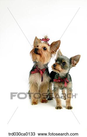 Yorkshire Terrier View Large Photo Image Stock Image - Yorkshire Terrier. Fotosearch