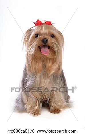 Stock Image - Yorkshire Terrier. Fotosearch