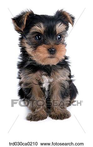 Yorkshire Terrier View Large Photo Image Stock Image - Yorkshire Terrier. Fotosearch