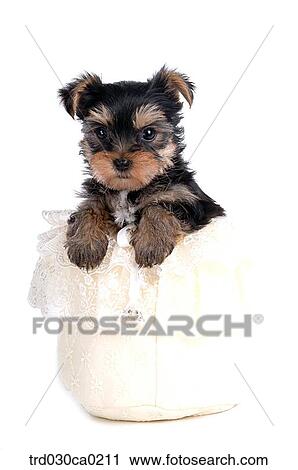 Yorkshire Terrier View Large Photo Image Stock Image - Yorkshire Terrier. Fotosearch