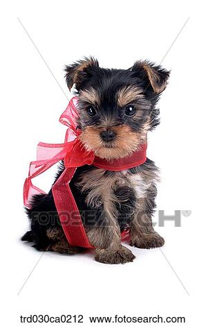 Yorkshire Terrier View Large Photo Image Stock Image - Yorkshire Terrier. Fotosearch