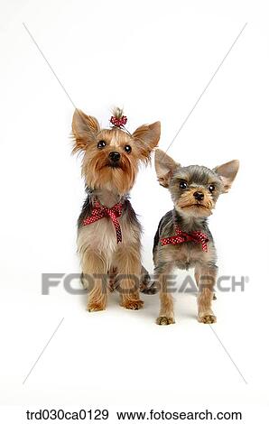 Yorkshire Terrier View Large Photo Image Stock Photo - Yorkshire Terrier. Fotosearch