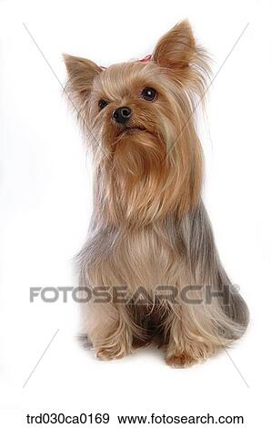Stock Photo - Yorkshire Terrier. Fotosearch