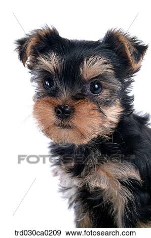 Stock Photo - Yorkshire Terrier. Fotosearch