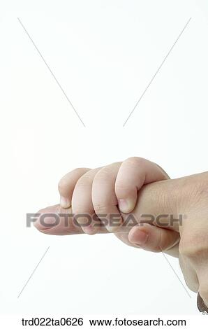 a baby's hand with an adult's hand View Large Photo Image Stock Photograph - a baby's hand with an adult's hand. Fotosearch