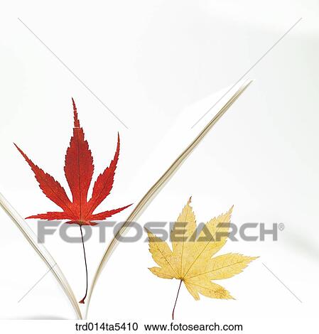a book and a maple leaf View Large Photo Image Stock Image - a book and a maple leaf. Fotosearch