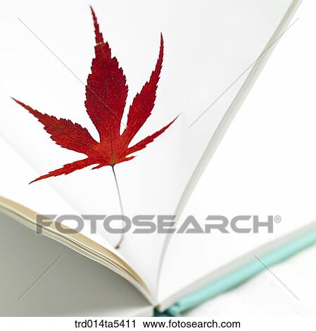 a book and a maple leaf View Large Photo Image Stock Image - a book and a maple leaf. Fotosearch