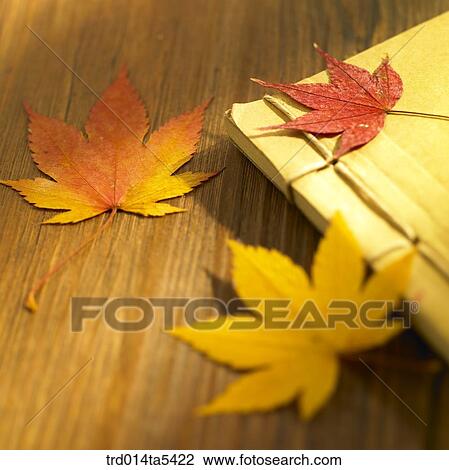 a book and maple leaves View Large Photo Image Stock Image - a book and maple leaves. Fotosearch