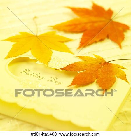 a card and maple leaves View Large Photo Image Stock Image - a card and maple leaves. Fotosearch