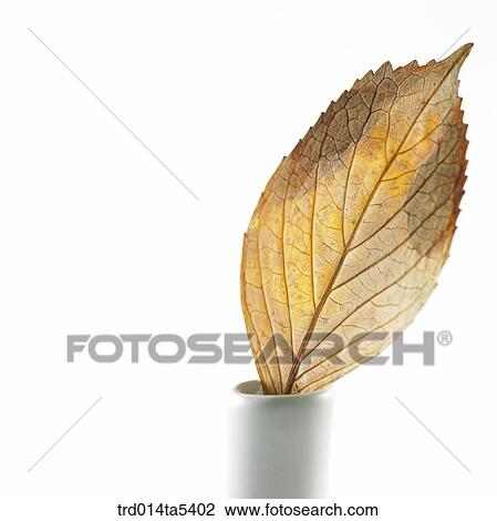 a leaf in a vase View Large Photo Image Stock Image - a leaf in a vase. Fotosearch