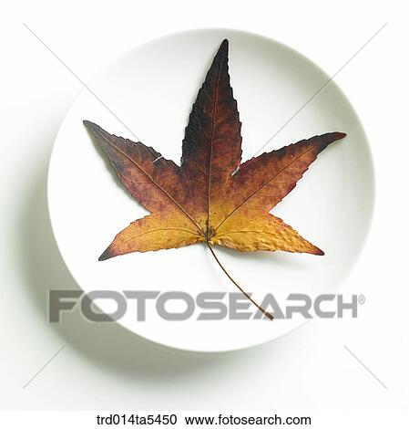 a leaf on a dish View Large Photo Image Stock Image - a leaf on a dish. Fotosearch
