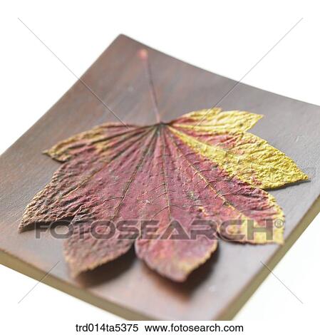 Stock Photography - a leaf on a dish. Fotosearch