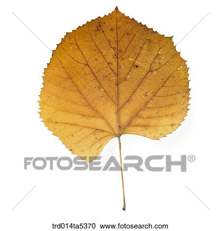 a leaf View Large Photo Image Stock Image - a leaf. Fotosearch