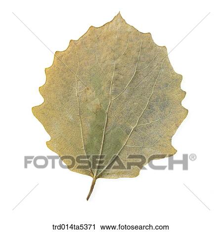 a leaf View Large Photo Image Stock Image - a leaf. Fotosearch