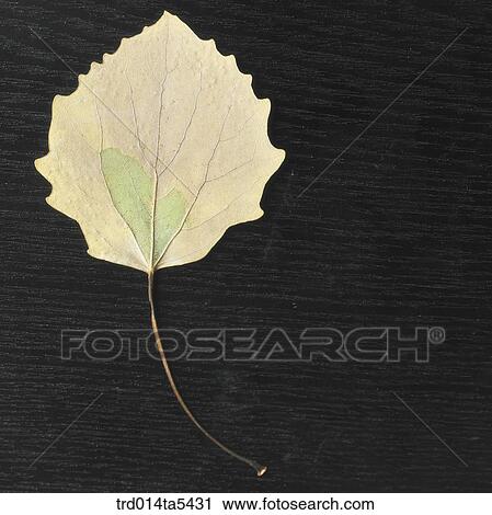 Stock Image - a leaf. Fotosearch