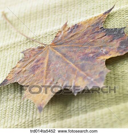 a leaf View Large Photo Image Stock Image - a leaf. Fotosearch