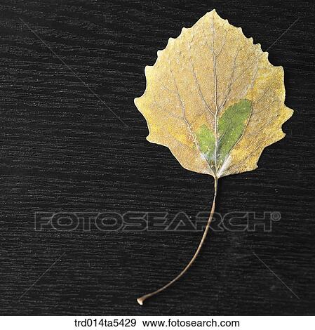 a leaf View Large Photo Image Stock Photo - a leaf. Fotosearch