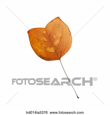 a leaf View Large Photo Image Stock Photograph - a leaf. Fotosearch
