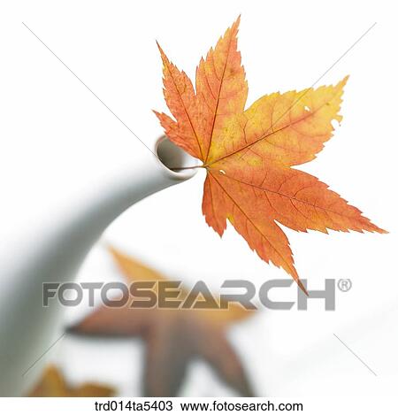 a maple leaf in a vase View Large Photo Image Stock Image - a maple leaf in a vase. Fotosearch