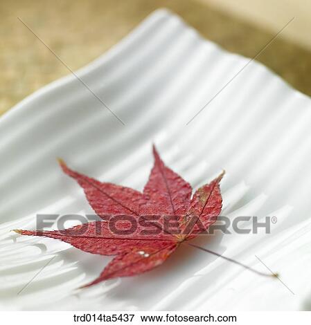 a maple leaf on a dish View Large Photo Image Stock Photo - a maple leaf on a dish. Fotosearch