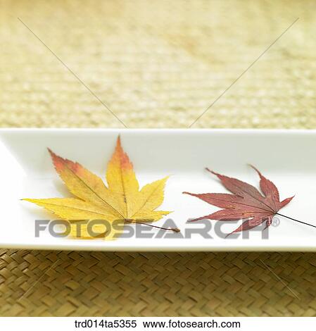 Stock Photography - a maple leaf on a dish. Fotosearch