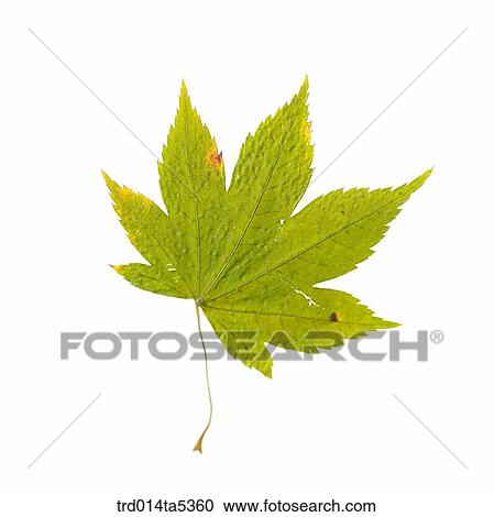 a maple leaf View Large Photo Image Stock Image - a maple leaf. Fotosearch